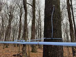 Roth Sugar Bush anticipates good season for maple syrup | Chippewa Valley  News | wqow.com